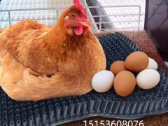 鸡蛋塑料垫 鸡产蛋盒用塑料垫 可清洗鸡舍鸡蛋垫 各种颜色出口蛋箱草垫图1