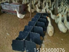耐老化防冻鸭蛋窝 黑色塑料鸭蛋窝生产厂家 养殖场用鸭蛋窝 黑色塑料鸭蛋窝 鸭用产蛋窝图2