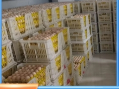 孵化场新款塑料蛋筐种蛋蛋箱方便周转塑料种蛋周转筐图4