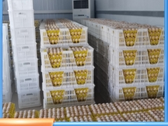 加厚双侧种蛋筐种鸡蛋周转筐好拿蛋塑料鸡蛋筐图3