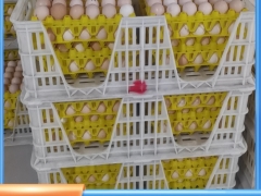 加厚双侧种蛋筐种鸡蛋周转筐好拿蛋塑料鸡蛋筐图4