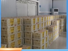 塑料种蛋周转箱开口式种鸡场运输蛋筐42枚36枚双侧种蛋筐图7