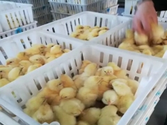 塑料雏鸡苗筐拉鸡苗筐四格鸡苗运输筐透气16高雏鸡周转筐图7