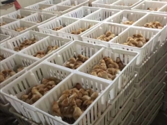 抗老化透气鸡苗筐雏鸡周转筐塑料运输鸡苗筐塑料装鸡苗箱图6