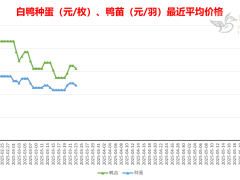 2025-3-23 鸭苗毛鸭及相关品行情微报