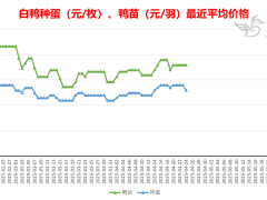 2025-4-24 鸭苗毛鸭及相关品行情微报